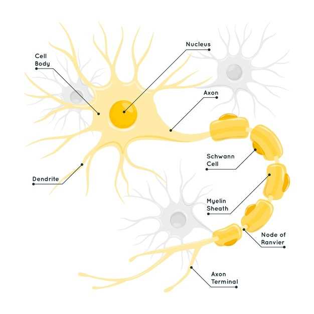 Seroquel neurotransmitters